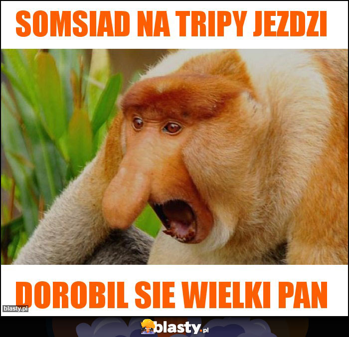 SOMSIAD NA TRIPY JEZDZI