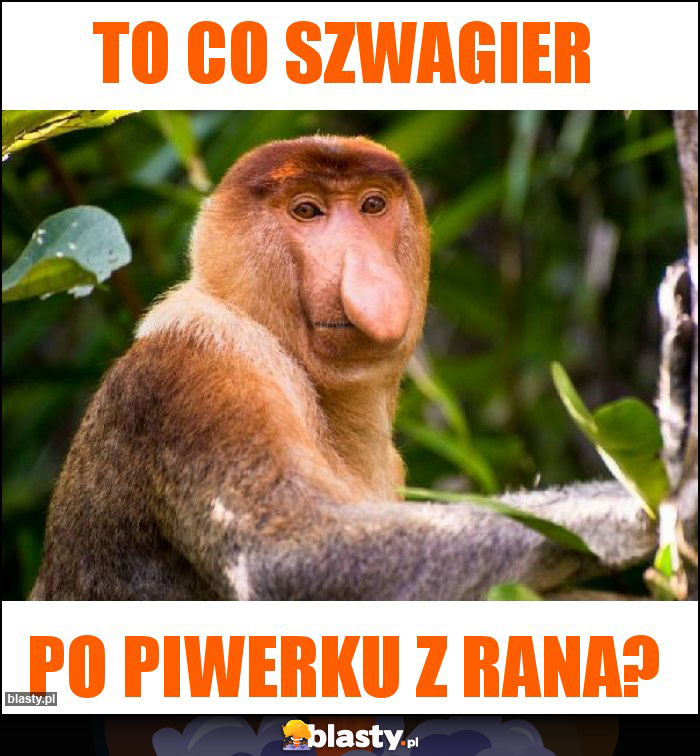 To co Szwagier