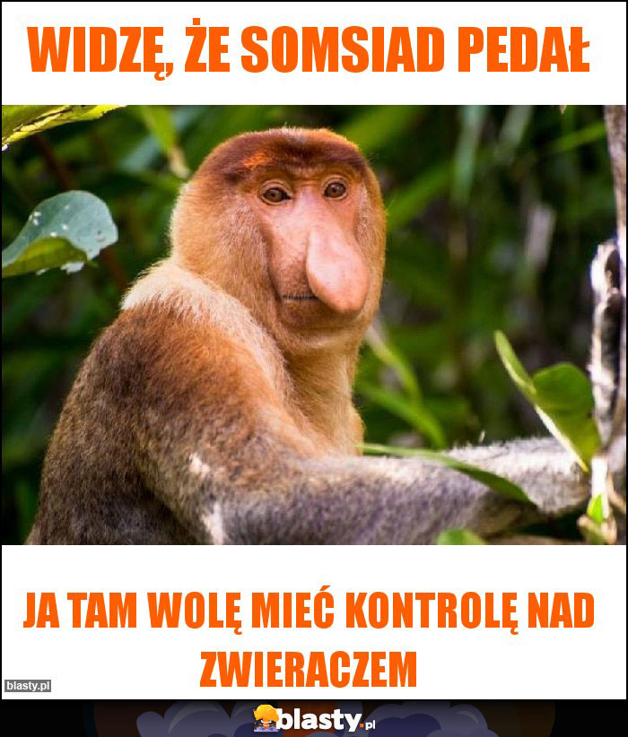 Widzę, że somsiad pedał