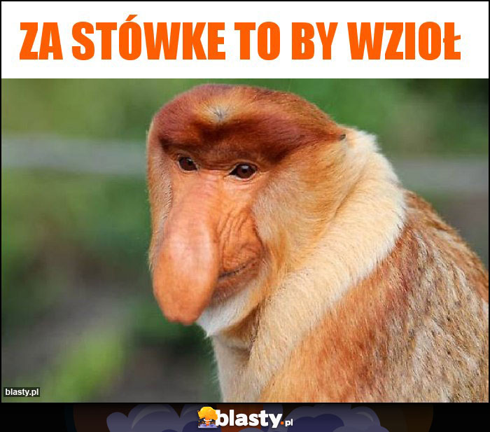 Za stówke to by wzioł