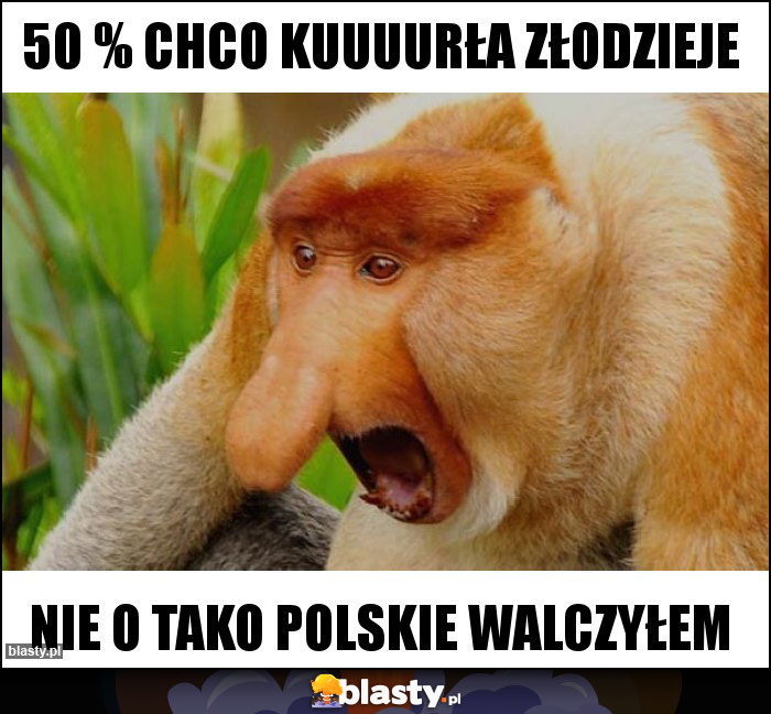 50 % CHCO KUUUURŁA ZŁODZIEJE