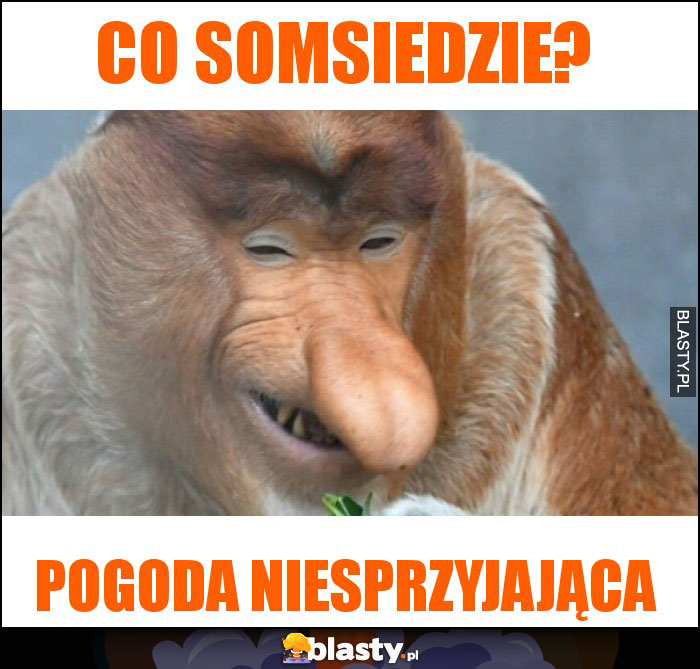 Co somsiedzie?