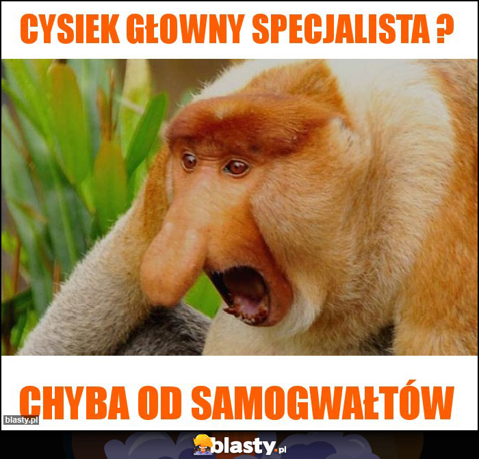 Cysiek głowny specjalista ?