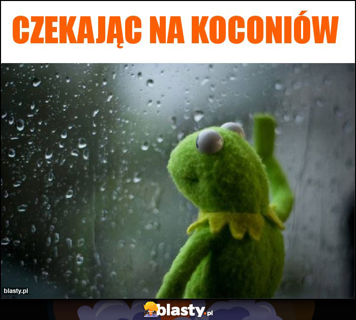 Czekając na Koconiów