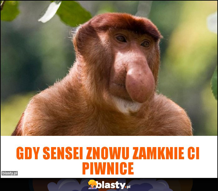 Gdy sensei znowu zamknie Ci piwnice