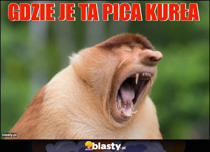 Gdzie je ta pica kurła