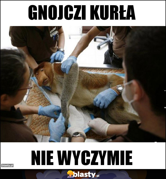 gnojczi kurła