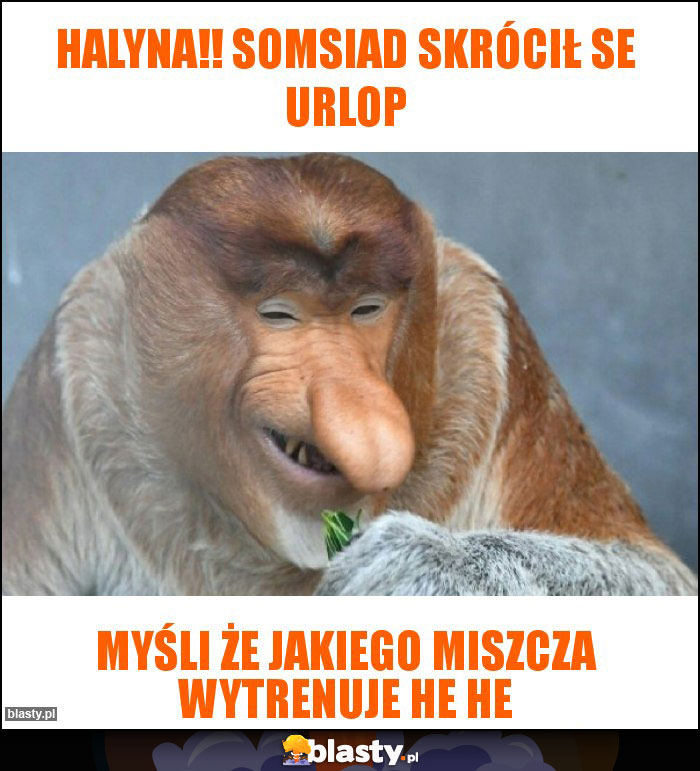 Halyna!! Somsiad skrócił se urlop