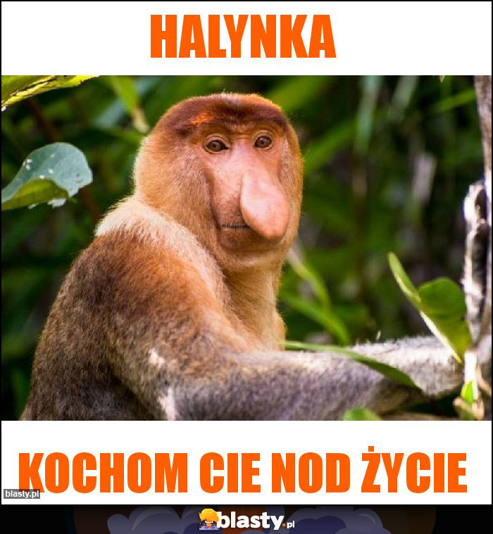 Halynka