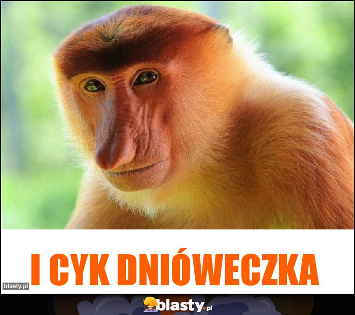 I cyk dnióweczka