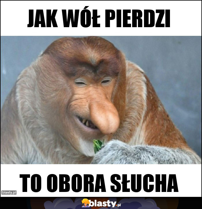 Jak wół pierdzi