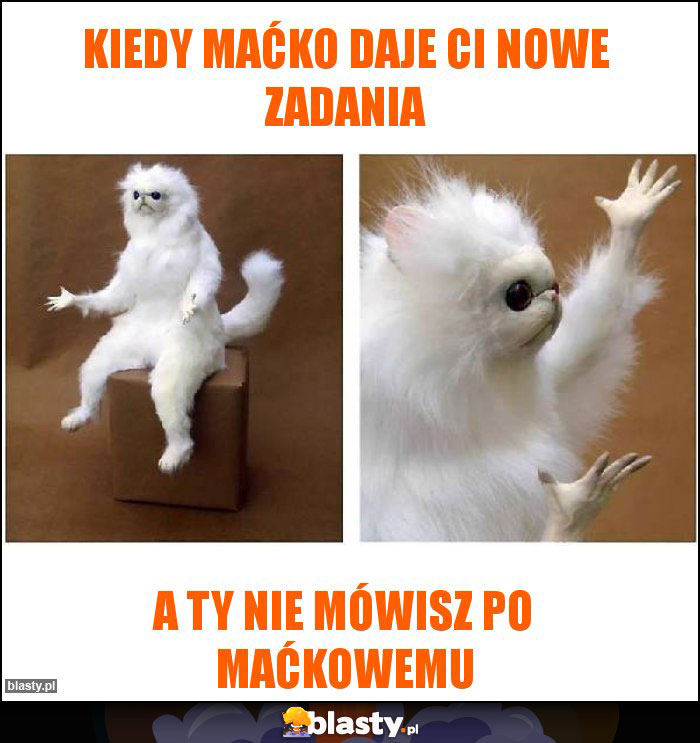 Kiedy Maćko daje ci nowe zadania