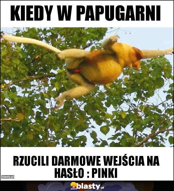 Kiedy w papugarni