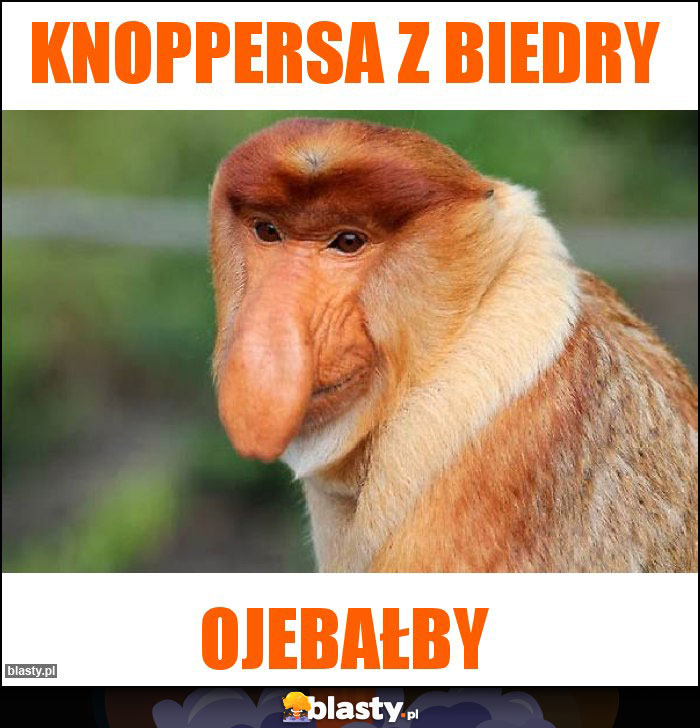 Knoppersa z biedry