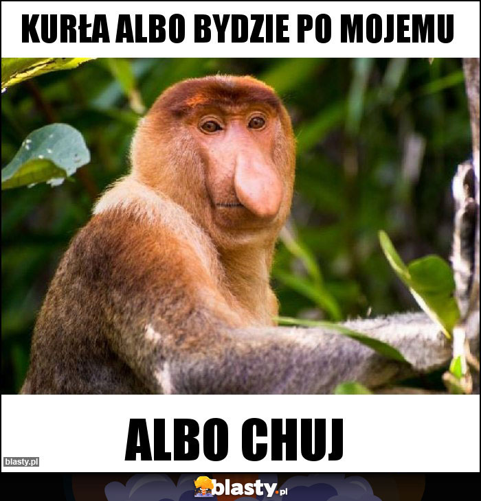 KURŁA ALBO BYDZIE PO MOJEMU