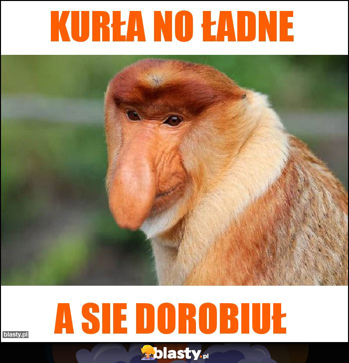 Kurła no ładne