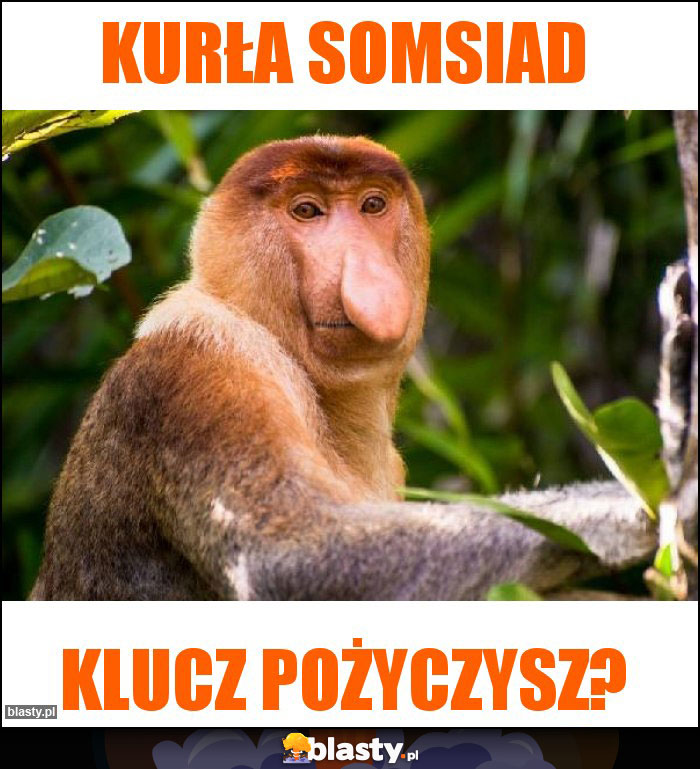 Kurła somsiad