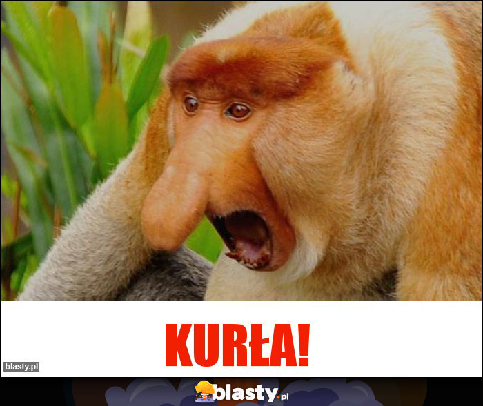 KURŁA!