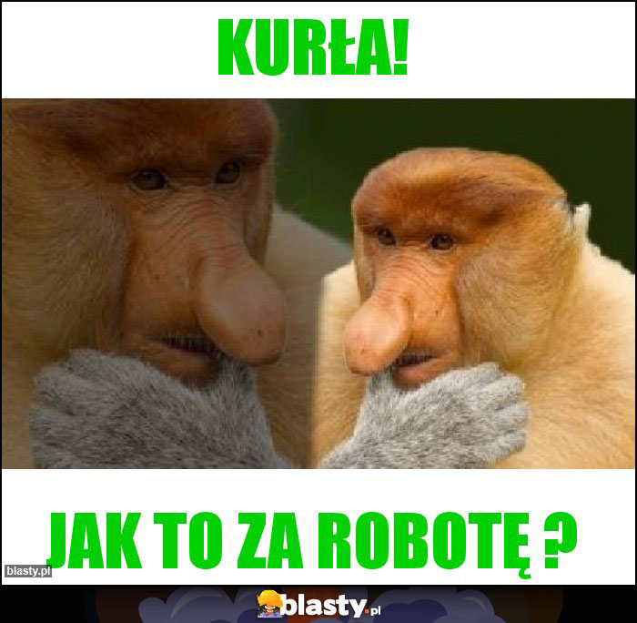 kurła!