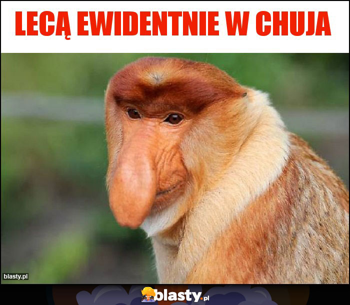 lecą ewidentnie w chuja