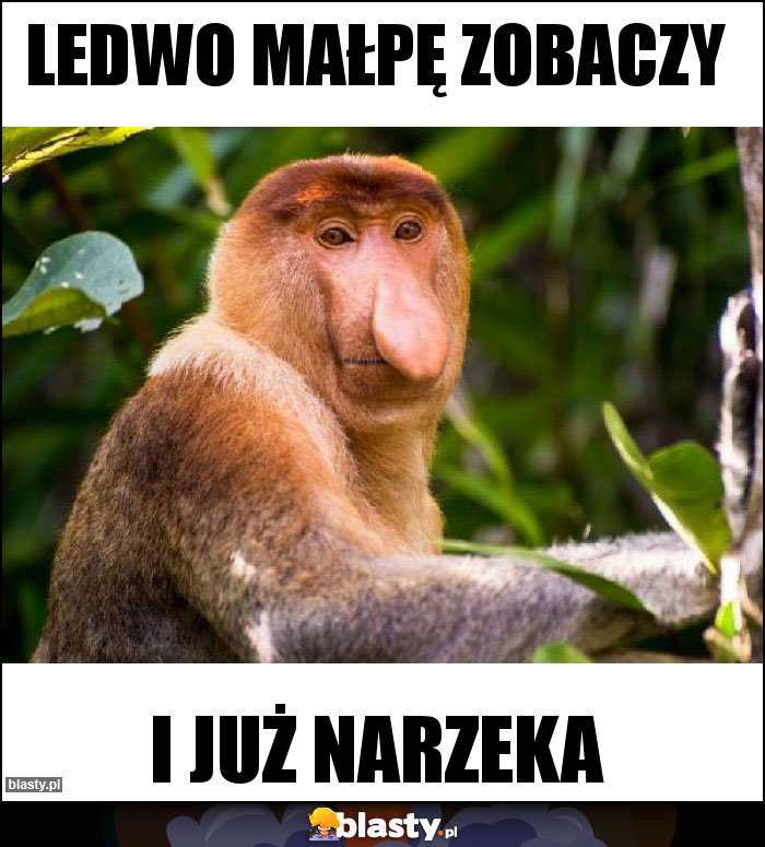 ledwo małpę zobaczy