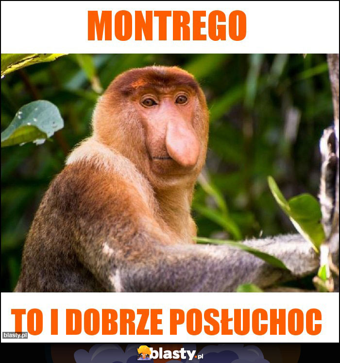 montrego