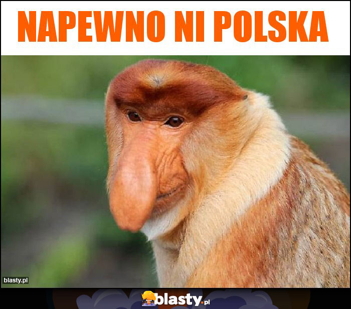 Napewno Ni Polska