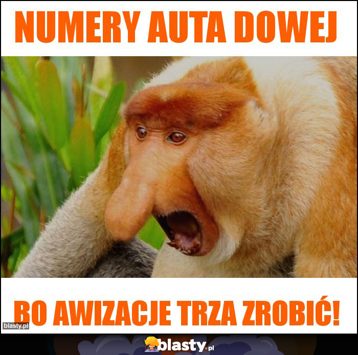 Numery auta dowej