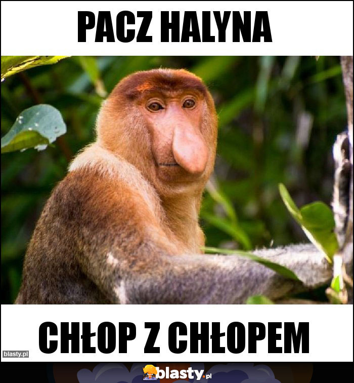 pacz halyna