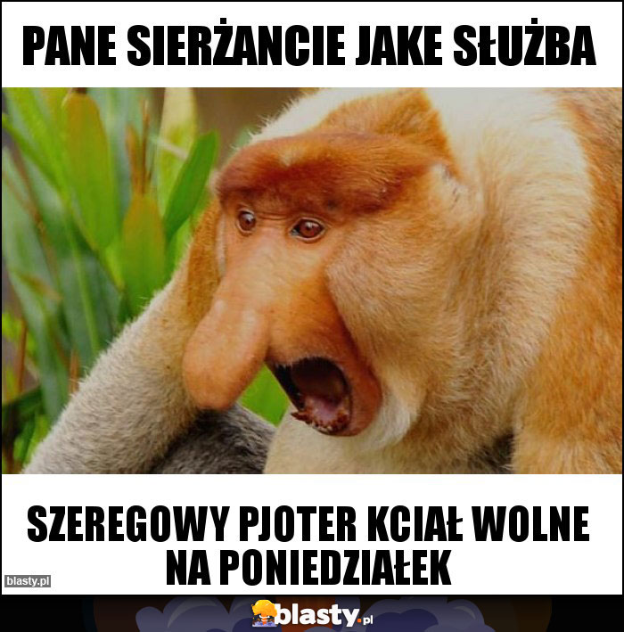 Pane Sierżancie jake służba