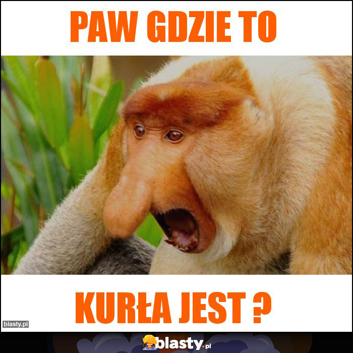 Paw gdzie to