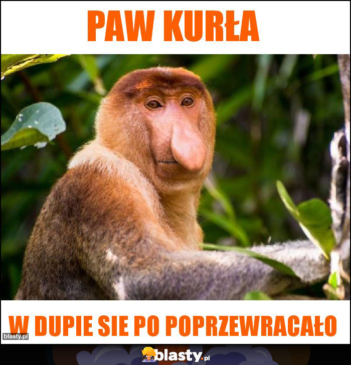 Paw kurła