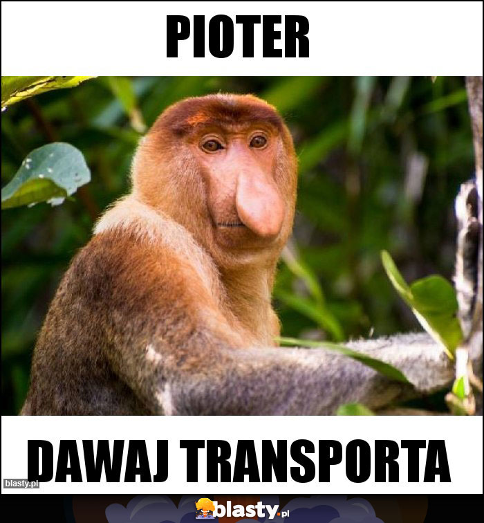 Pioter