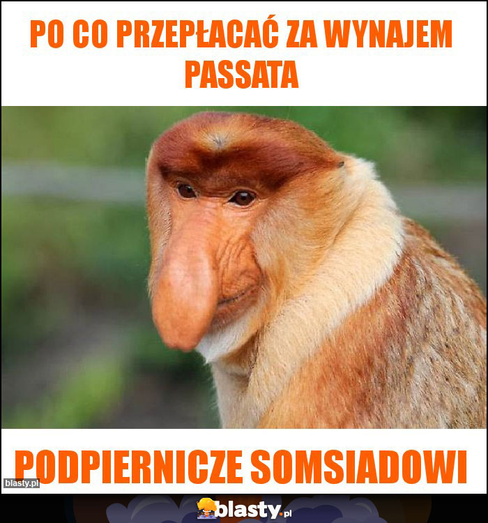 po co przepłacać za wynajem passata