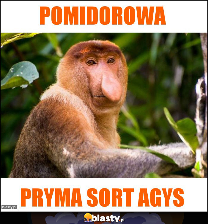 Pomidorowa