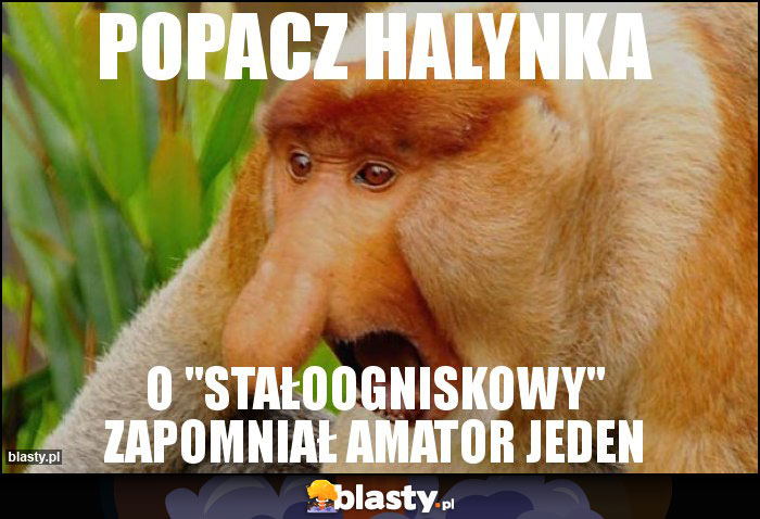 popacz halynka