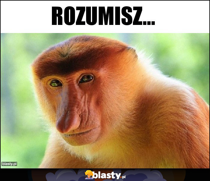 Rozumisz...