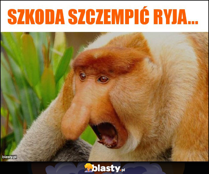 Szkoda szczempić ryja...