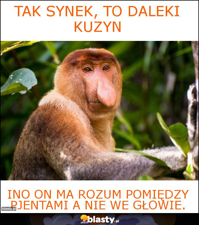 tak synek, to daleki kuzyn