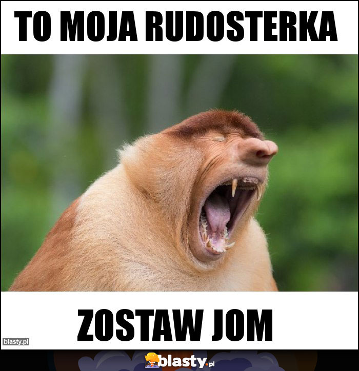 To moja rudosterka