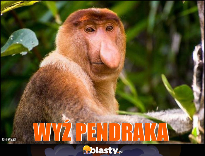 Wyź pendraka