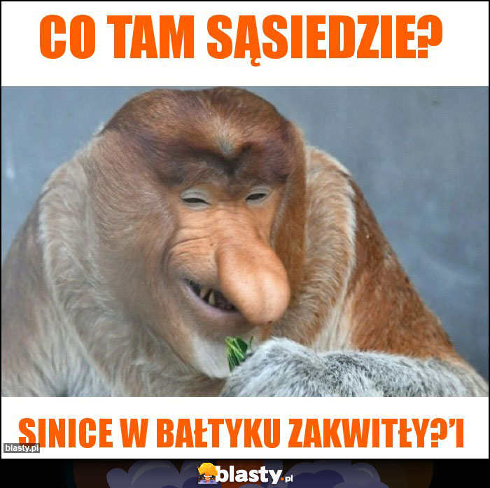 Co tam sąsiedzie?