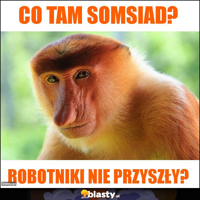 Co tam somsiad?