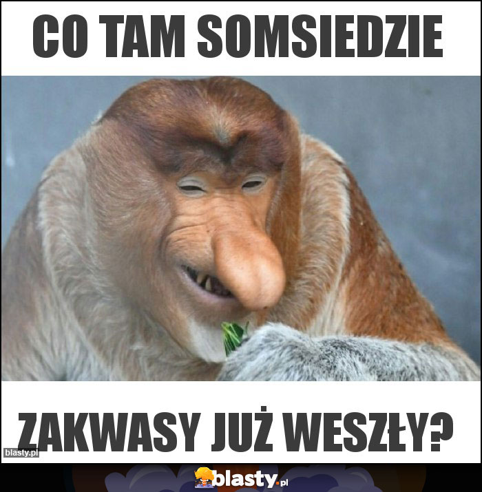 Co tam somsiedzie