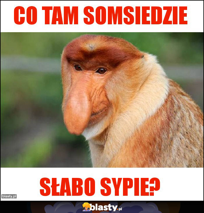 Co tam somsiedzie