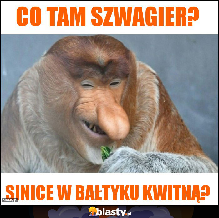 CO TAM SZWAGIER?