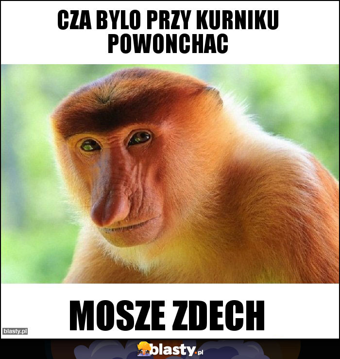 Cza bylo przy kurniku powonchac