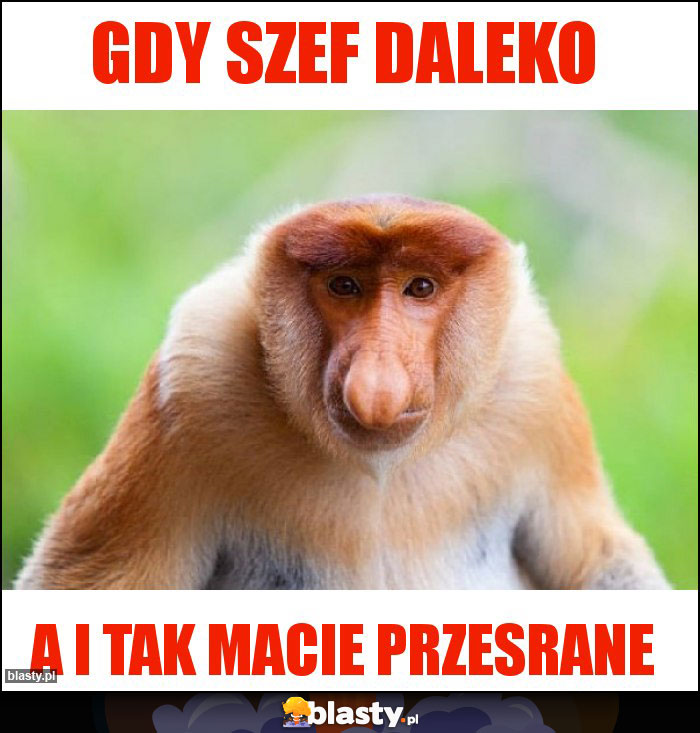 gdy szef daleko