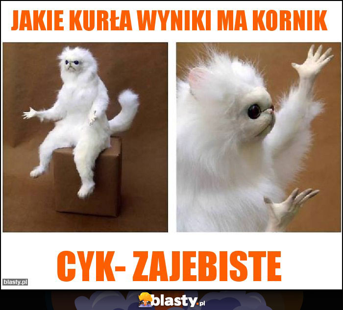 Jakie kurła wyniki ma kornik