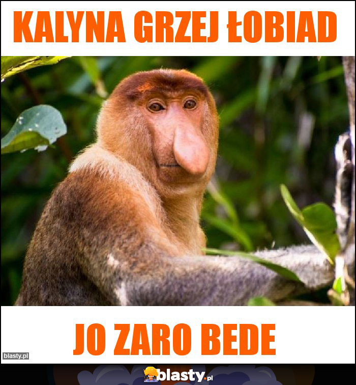 Kalyna grzej łobiad